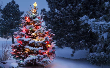 Rozsvícení vánočních stromků 