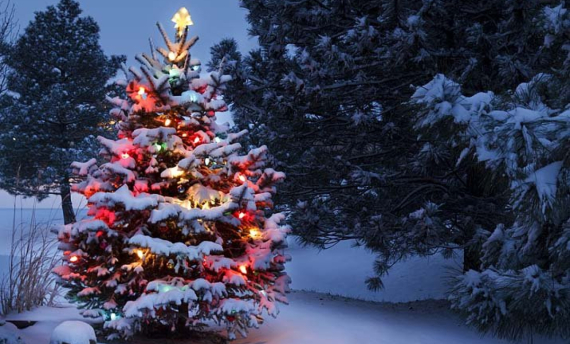 Rozsvícení vánočních stromků 