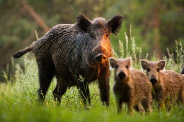 Hon na divoká prasata