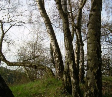 Šušpárek