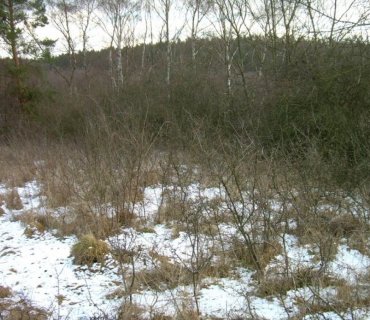 Šušpárek