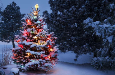 Rozsvícení vánočních stromků 