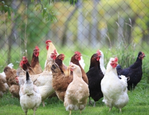 Mimořádná veterinární opatření drůbež